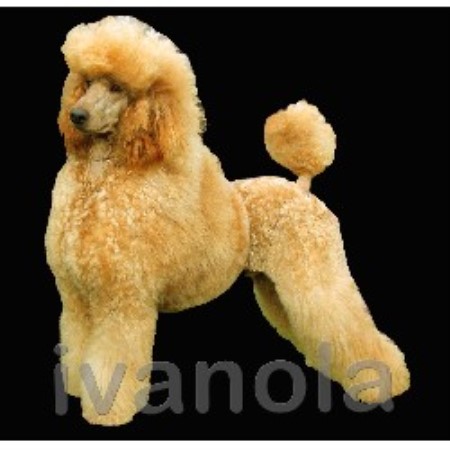 Poodle Standard Breeder in Ruthin, Clwyd