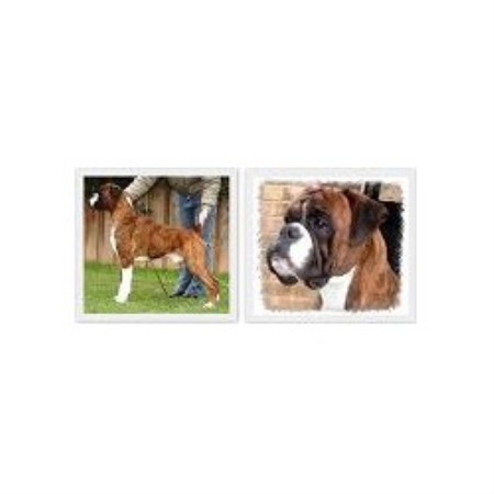 Boxer Stud in Bradford, West Yorkshire