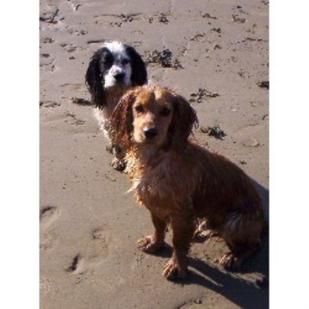 English Cocker Spaniel Breeder in Swansea, West Glamorgan