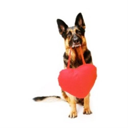 Once Loved Dog Rescue