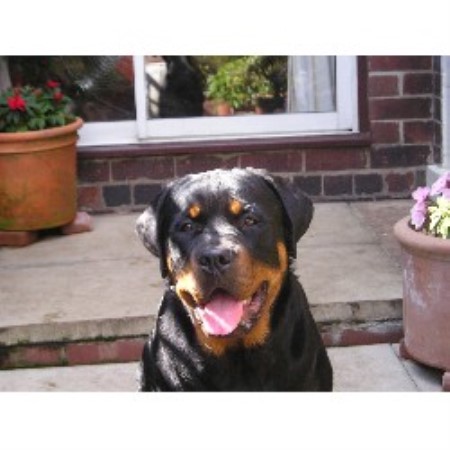 Rottweiler Breeder in Castleford, West Yorkshire