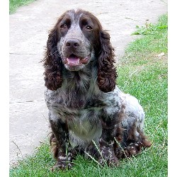 English Cocker Spaniel Stud in Essex