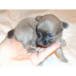 Chihuahua Breeder in Diss, Norfolk