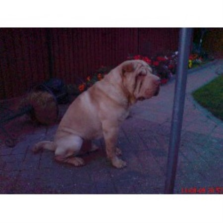 Chinese Shar Pei Stud in Bedfordshire
