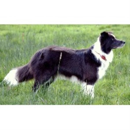 Border Collie Breeder in Newton Abbot, Devon