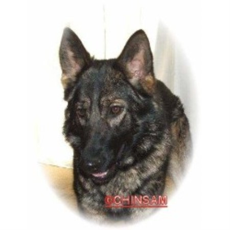 German Shepherd Dog Breeder in Sutton-In-Ashfield, Nottinghamshire