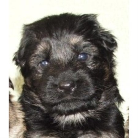 German Shepherd Dog Stud in Sutton-In-Ashfield, Nottinghamshire