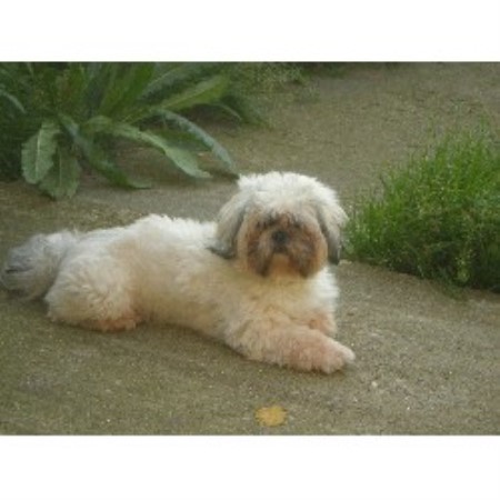 Lhasa Apso Stud in Kent
