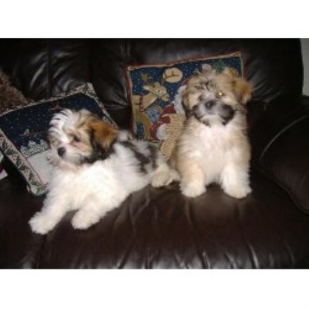 Lhasa Apso Breeder in Minster On Sea /sheerness, Kent