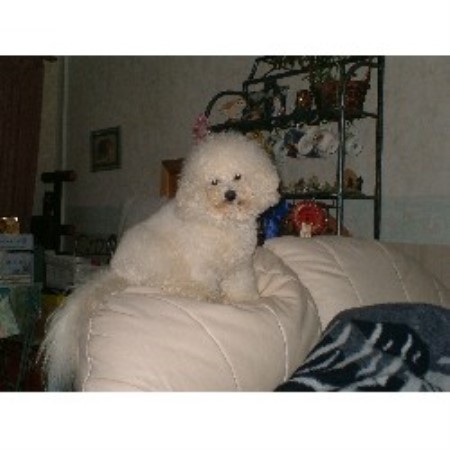 Bichon Frise Breeder in Paignton, Devon