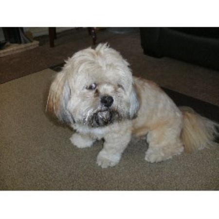 Lhasa Apso Stud in West Yorkshire