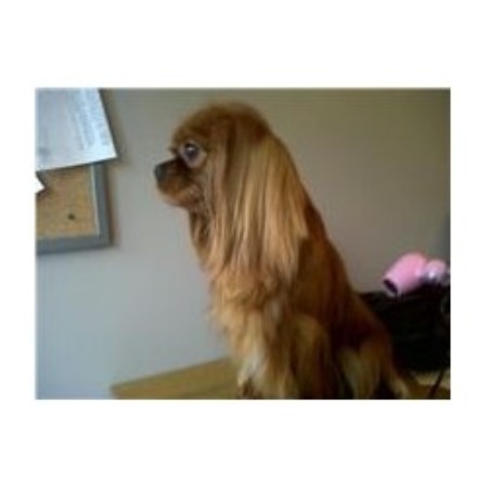 Cavalier King Charles Spaniel Stud in Merseyside