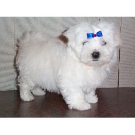 Maltese Stud in West Yorkshire