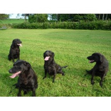 best dog kennel perth on Rumledykes Kennels, Labrador Retriever Breeder in Turriff ...