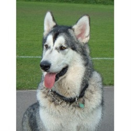 Dog Kennels In Port Glasgow Dog Kennels In Port Glasgow