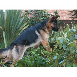 German Shepherd Dog Breeder in Bedford, Bedfordshire