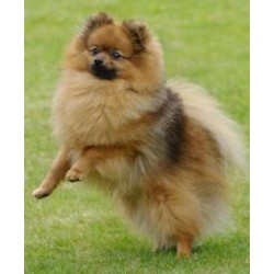 Pomeranian Breeder in Bedford, Bedfordshire