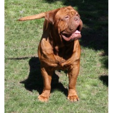 Dogue De Bordeaux Stud in Essex, Essex