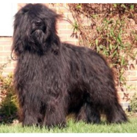 Briard Stud in Derbyshire