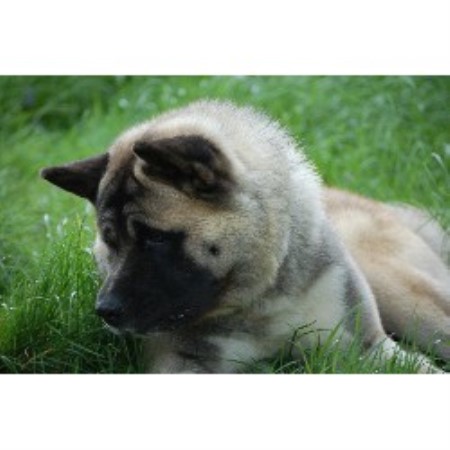 Akita Breeder in London, London