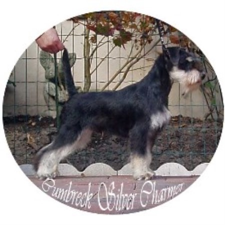 Miniature Schnauzer Stud in Cumbria
