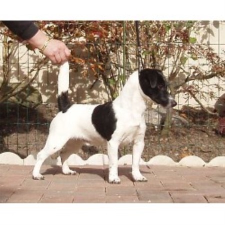 Jack Russell Terrier Stud in Cumbria