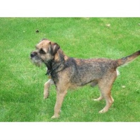 Border Terrier Stud in Preston, Lancashire