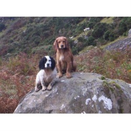 English Cocker Spaniel Stud in West Glamorgan