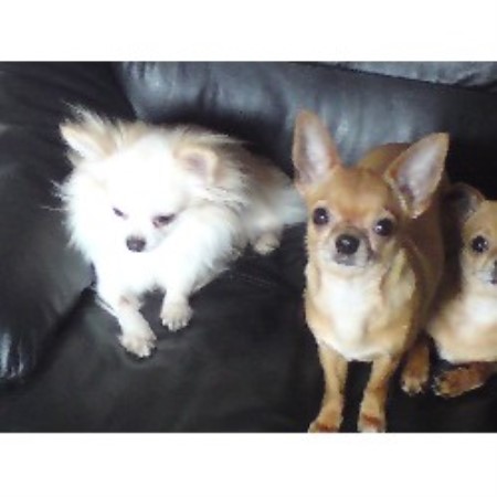 Chihuahua Breeder in Kilbirnie, Ayrshire