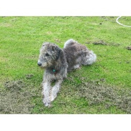 Irish Wolfhound Breeder in Durham, Durham