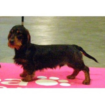 Dachshund Stud in Northumberland