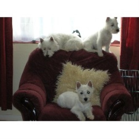 West Highland White Terrier Breeder in Bridgwater, Somerset