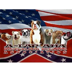 Alapaha Blue Blood Bulldog Breeder in Wirral, Merseyside