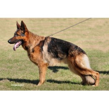 German Shepherd Dog Stud in Ripley, Derbyshire