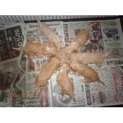Cockapoo Breeder in Hoddesdon, Hertfordshire