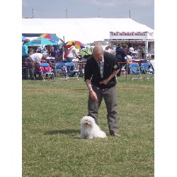 Bolognese Breeder in Wirral, Merseyside