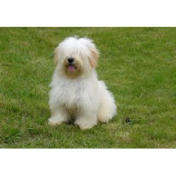 Havanese Breeder in Wirral, Merseyside