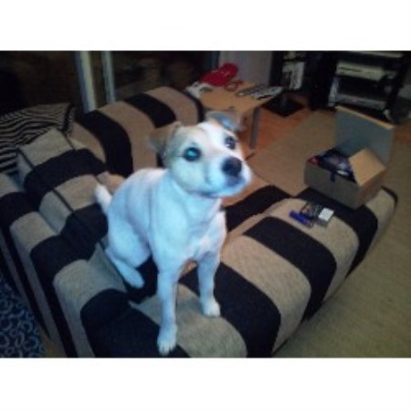 Jack Russell Terrier Stud in Kent