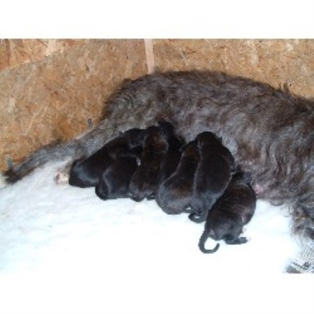 Scottish Deerhound breeder in Redditch, Worcestershire