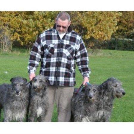 Scottish Deerhound breedering kennel in Redditch