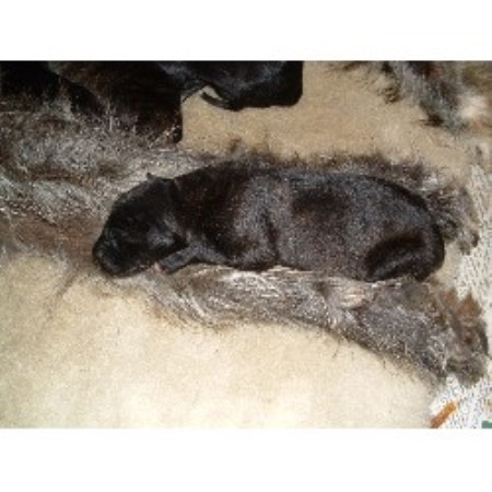 Scottish Deerhound breeder in Worcestershire