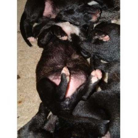 Scottish Deerhound breeder in Redditch