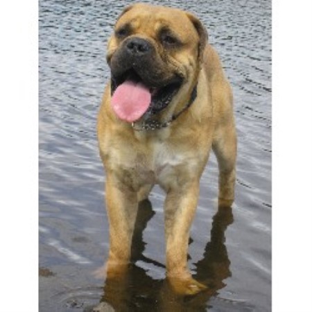 Bullmastiff Stud in Lancashire