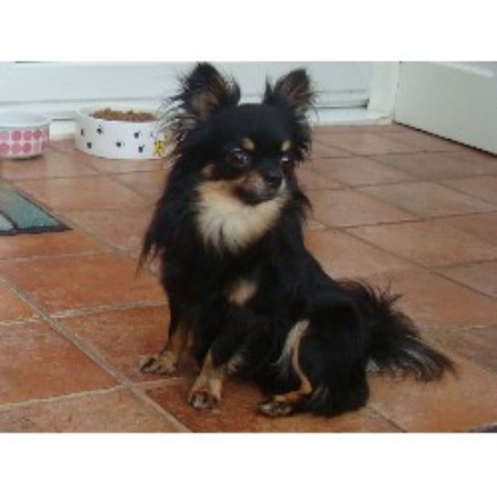 Chihuahua Breeder in Stoke On Trernt, Staffordshire