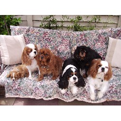 Cavalier King Charles Spaniel Breeder in Doncaster, South Yorkshire