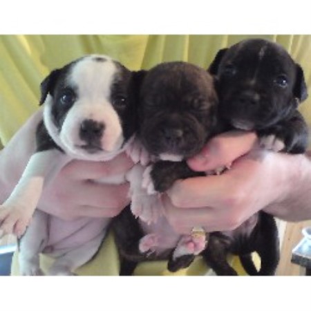 Staffordshire Bull Terrier Breeder in Kendal Cumbria, Cumbria