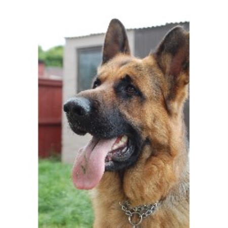 German Shepherd Dog Stud in Glenrothes, Fife