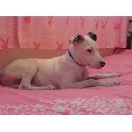 Staffordshire Bull Terrier Breeder in London, London