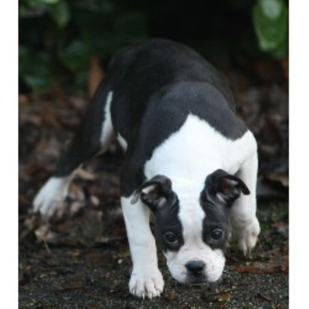 Alapaha Blue Blood Bulldog Breeder in Hertfordshire, Hertfordshire