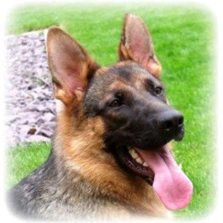 German Shepherd Dog Breeder in Higham Ferrers, Northamptonshire